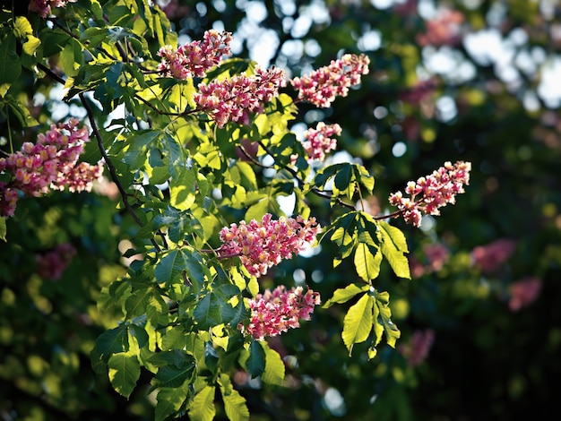 Blüte des Rosskastanienbaums