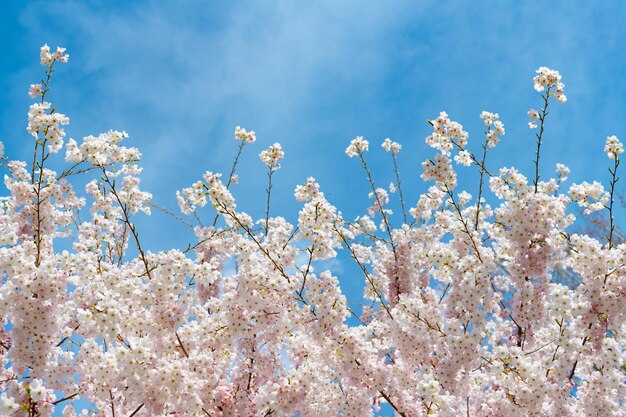 Blüte des Sakura-Baums am sonnigen blauen Himmel im Sommerkopierraum