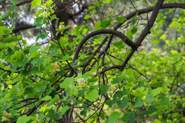 Blüte des Tulpenbaums (Liriodendron tulipifera) – bekannt als der amerikanische Tulpenbaum, Tulpenholz, Tulpenbaum, Tulpenpappel, Weißholz, Geigenbaum und Gelb-Pappel