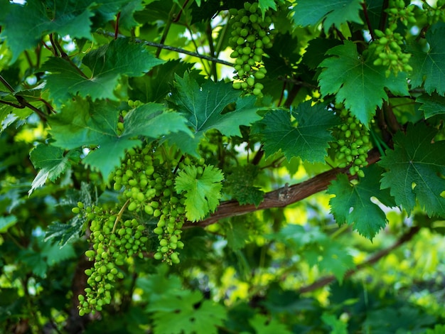 Blüte einer Weinrebe Junge Zweige von Trauben mit Blütenstielen kurz vor der Blüte