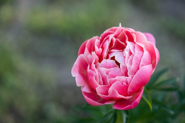 Foto blüte einer zartrosa pfingstrose von erstaunlicher schönheit