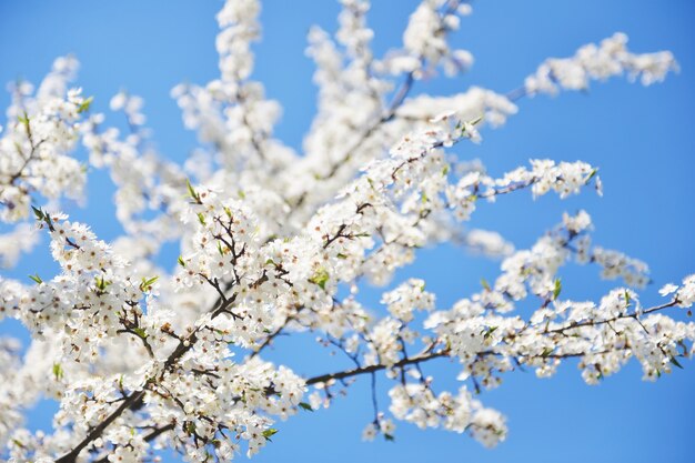 Blüte eines Kirschbaums in einem Garten im Frühjahr bei Sonnenuntergang. Blühender Kirschgarten im Frühjahr. Gartenarbeit im Frühjahr. Frühlingsblüte der Bäume.