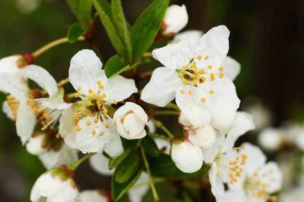 Blüte eines Obstbaumes hautnah