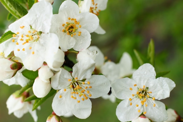 Blüte eines Obstbaumes hautnah