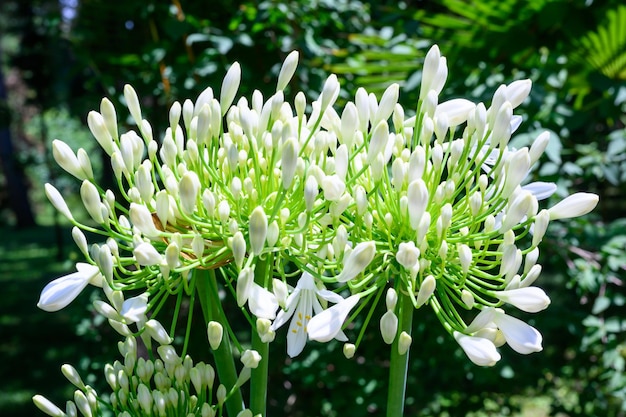 Foto blüte im botanischen garten sukhumi botanischer garten