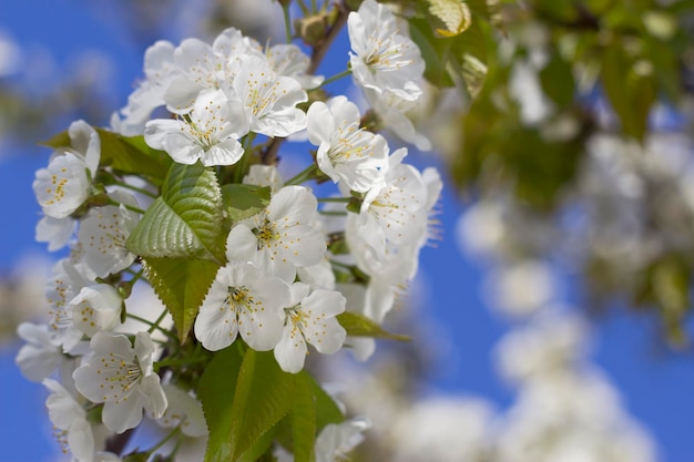 Blüte im Frühlingsgarten mit Nahaufnahme