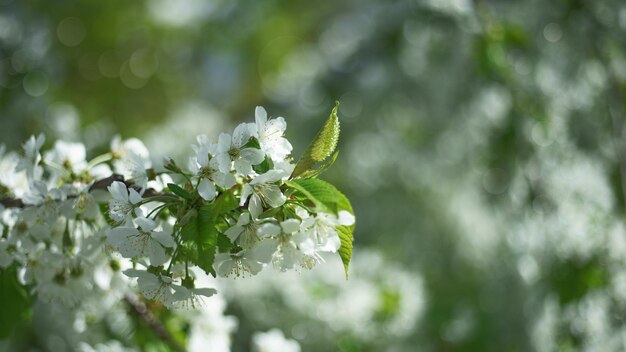 Blüte im Garten