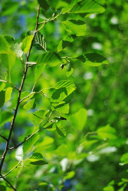 Foto blüte im stadtpark. grüne blätter der pflanze