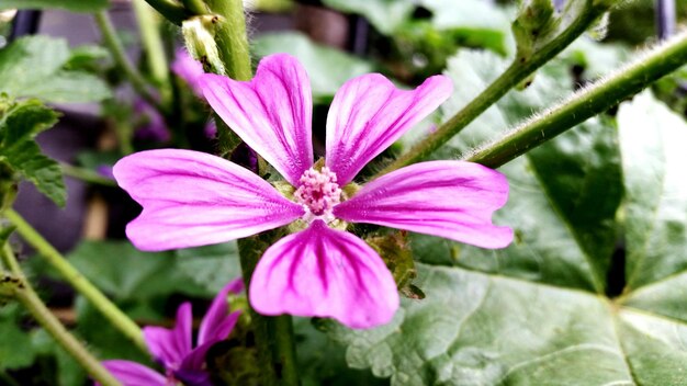 Foto blüte in blüte