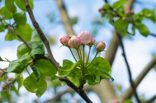 Blüte junger Apfelblumen.