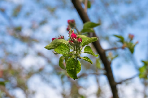 Blüte junger Apfelblumen.