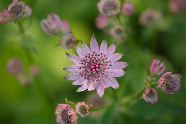 Blüte lila Astrantia Blume auf einem grünen Hintergrund Nahaufnahme Foto im Sommer