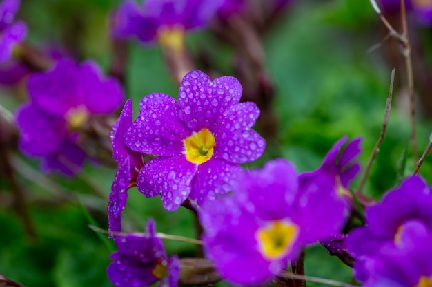 Blüte lila Primel Blume mit Wassertropfen Makrofotografie Garten Primula blühende Pflanze