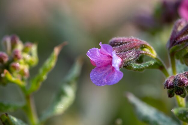 Blüte lila Pulmonaria officinalis Blume mit Regentropfen Makrofotografie