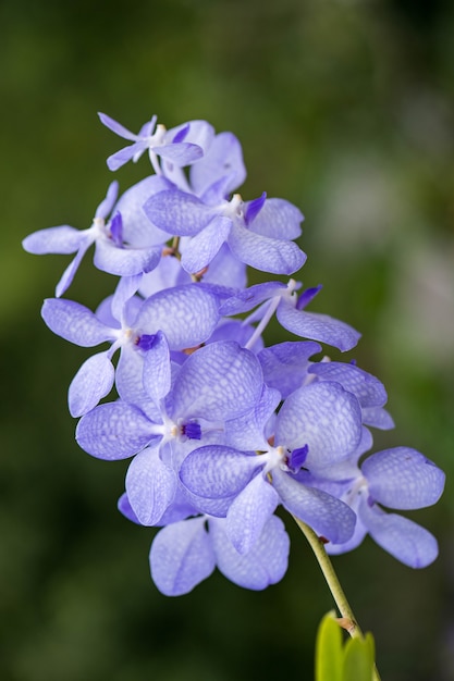 Foto blüte orchidee