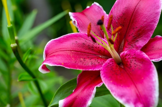 Blüte rosa Lilienblume auf grünem Hintergrund an einem sonnigen Sommertag Makrofotografie.