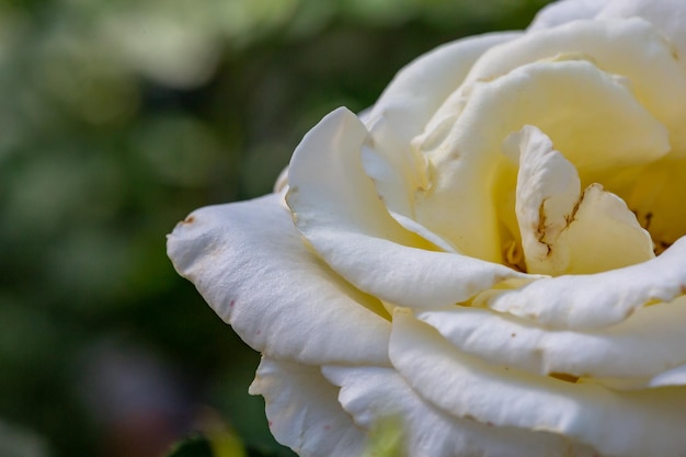 Blüte rosa Pfingstrose Blume an einem sonnigen Sommertag Makrofotografie