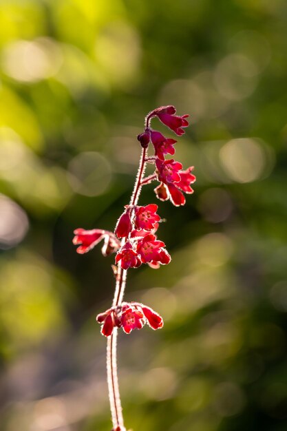 Blüte rote Heuchera-Blume a auf gelbem Hintergrund in der Makrofotografie im Sommer