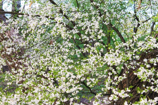 Blüte Schöner Teppich aus weißen Kirschblüten im Frühlingsmorgengarten