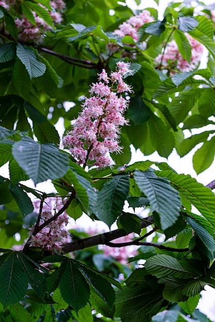 Blüte und Blüten der Rosskastanie