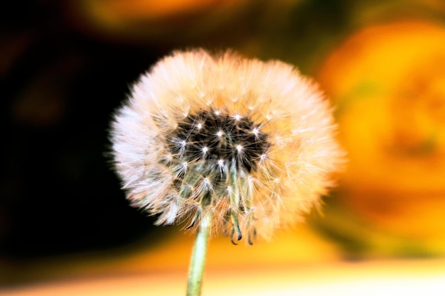 Blüte und Reifung von Löwenzahn