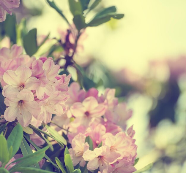 Blüte von frischen zarten Rhododendron maximal rosa Blüten mit grünen Blättern zur Frühlingszeit Natürlicher floraler saisonaler Urlaubshintergrund mit Kopierraum