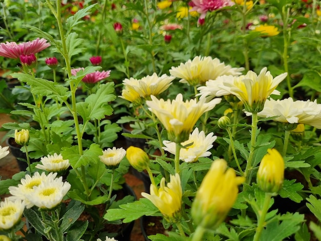 Blüte von Gänseblümchen. Oxeye Daisy, Leucanthemum Vulgare, Gänseblümchen, Dox-Eye, gemeinsame Gänseblümchen, Hund Gänseblümchen,