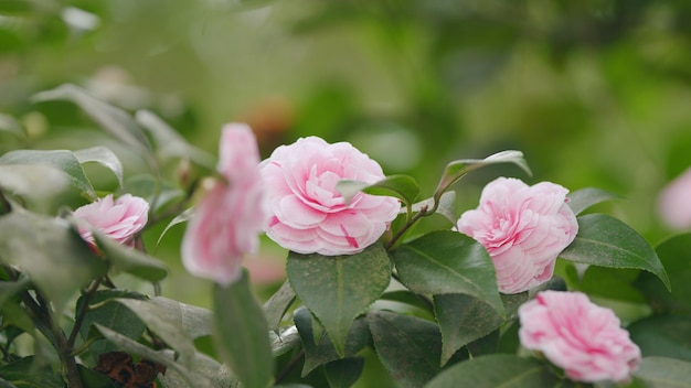 Blüte von Kamelienbäumen Blütenpflanzen der Familie der Theaceae April Dawn Blush