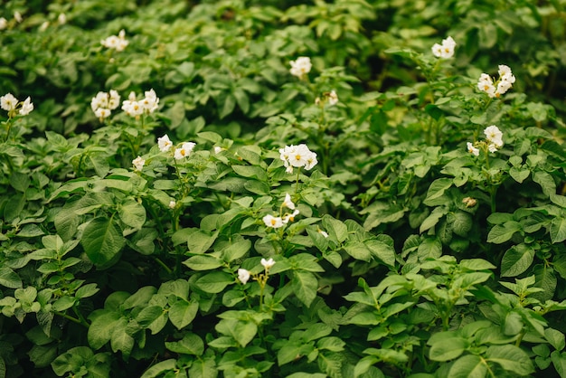 Blüte von Kartoffelfeldern, Kartoffelpflanzen mit weißen Blüten, die auf Bauernfeldern wachsen