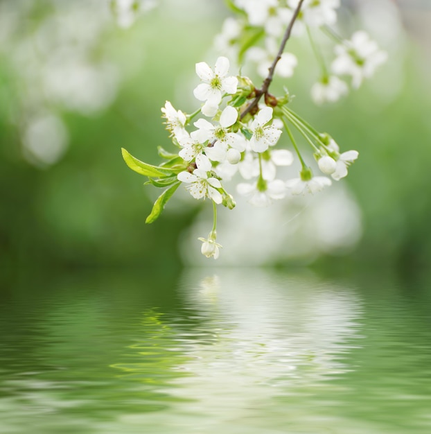 Blüte von Kirschblüten im Frühling mit grünen Blättern und Wasserreflexion