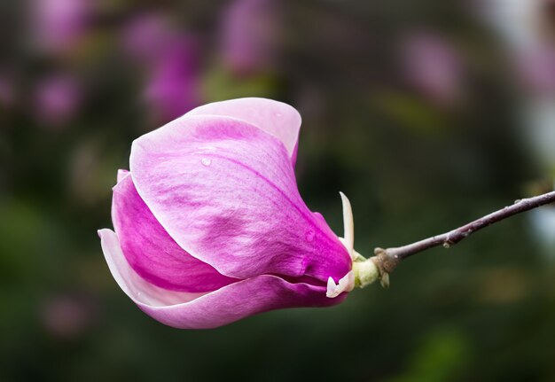 Blüte von Magnolienblüten