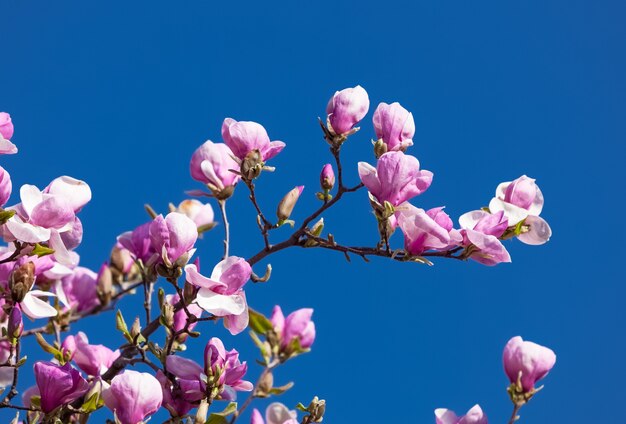 Blüte von Magnolienblüten