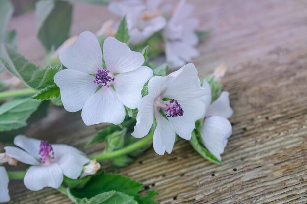 Blüte von Marshmallow