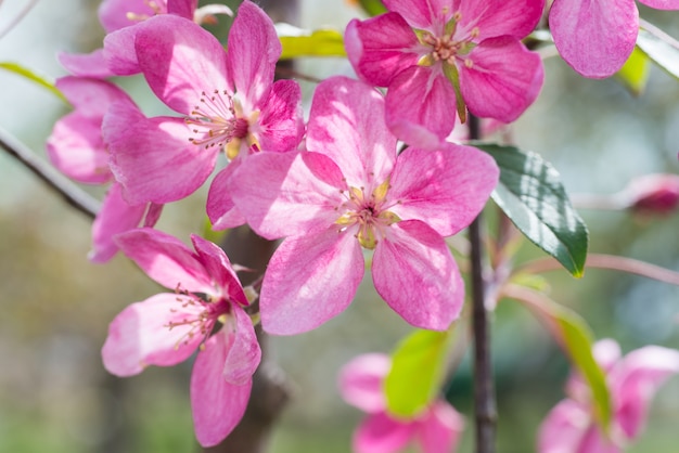 Blüte von rosa Sakura-Blumen auf einem Frühlings-Kirschbaum-Zweig in einem Park