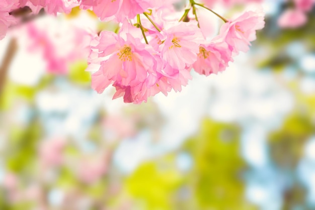 Blüte von rosa Sakura-Blumen auf einem Frühlingsbaumzweig. Makro Nahaufnahme