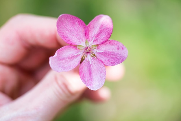 Blüte von rosa Sakura-Blumen in einer Hand über weichem grünem Grashintergrund