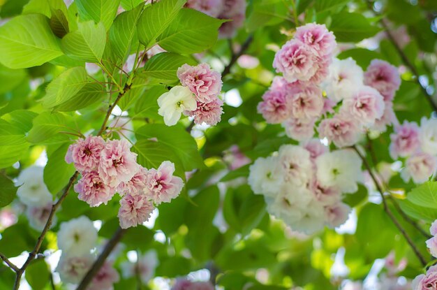 Blüte von Sakura-Blumen