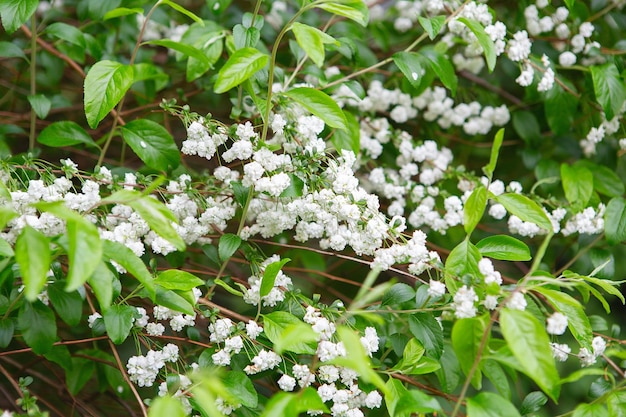 Blüte von Spiraea prunifolia im Frühling Weiße Blumen von Spirea im Garten Dekorative blühende Sträucher für die Landschaftsgestaltung Spring floral background Spirea-Zweig mit schneeweißer Blume