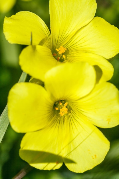 Blüten der Großblüten-Abend-Primrose