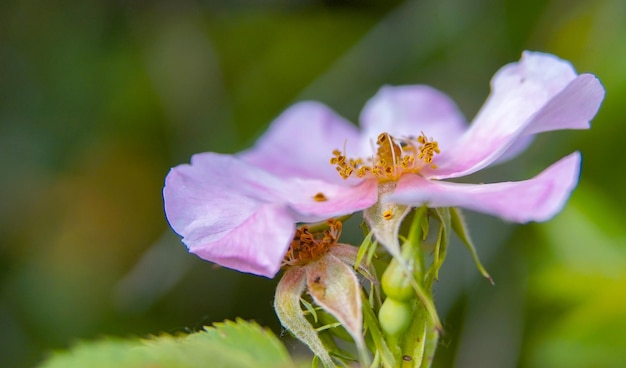 Foto blüten der heckenrose wachsen in der natur