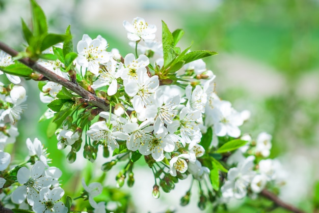 Blüten der Kirschblüten