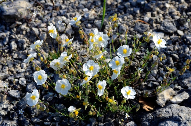 Blüten der weißen Felsrosen Helianthemum apenninum im Frühling