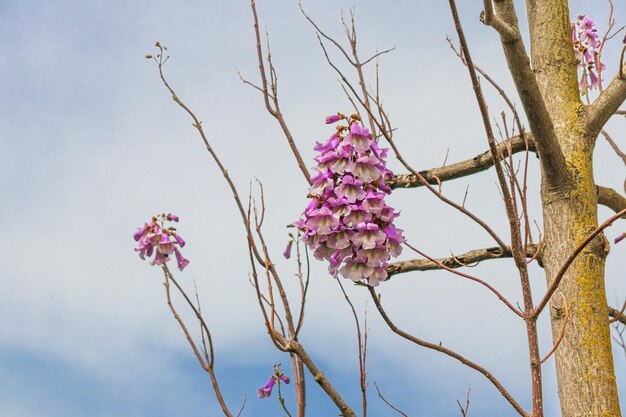 Blüten des Glockenblumenbaums Paulownia tomentosa