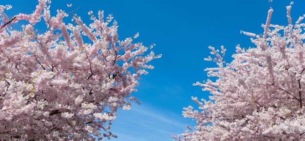 Blüten des Sakura-Baumes in voller Frühlingsblüte