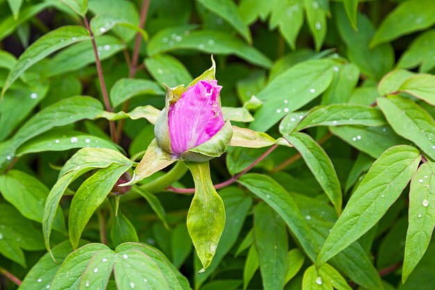 Blüten einer Paeonia delavayi