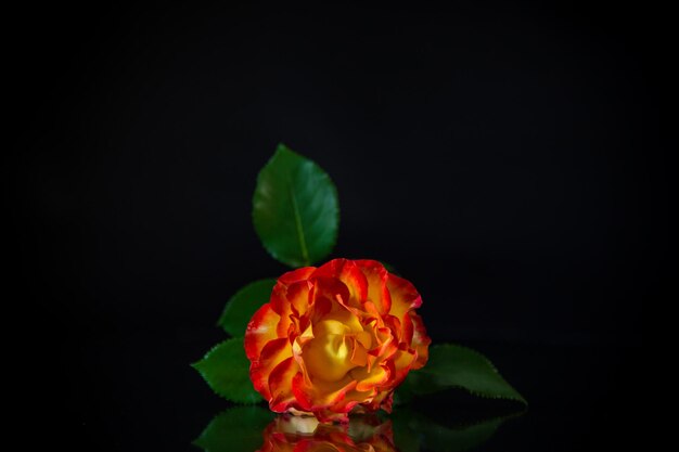 Blüten einer schön blühenden roten Rose auf schwarzem Hintergrund