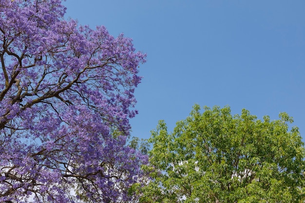 Blüten eines Jacaranda-Baumes mit einigen grünen Blättern im Hintergrund