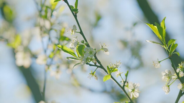 Foto blüten im garten prunus avium baum mit weißen kleinen blüten süße kirsche aus der nähe