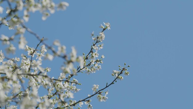 Blüten in Blüte wunderschöner Kirschbaum blühender Baum im Wald