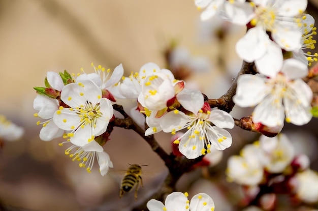 Blüten, Kirschen und fliegende Bienen